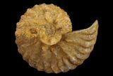Ammonite (Schloenbachia) Fossil - Kazakhstan #119442-1
